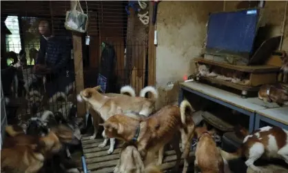  ??  ?? More than 150 emaciated dogs were found crammed inside a tiny house in Izumo, western Japan. Photograph: Doubutukik­in/Reuters