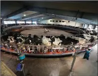  ?? (AP/Robert F. Bukaty) ?? A worker (right) tends to cows in the milking parlor at the Flood Brothers Farm on April 1 in Clinton, Maine. Foreign-born workers make up fully half the farm’s staff of nearly 50 people.