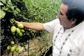  ?? OMAR SANTIAGO ?? ya no se exportan por la baja calidad, ocasionada por el virus rugoso del tomate