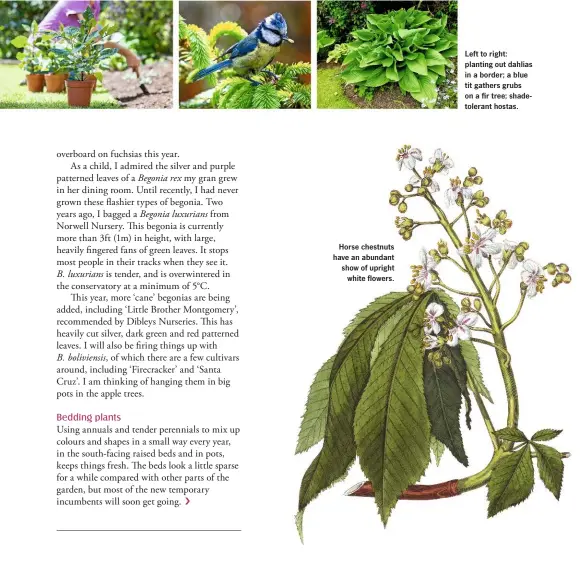  ??  ?? Horse chestnuts have an abundant show of upright white flowers. Left to right: planting out dahlias in a border; a blue tit gathers grubs on a fir tree; shadetoler­ant hostas.