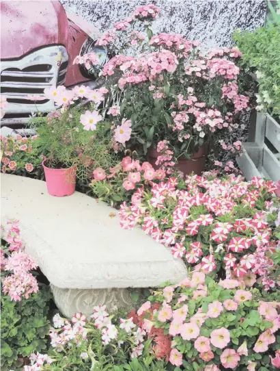  ??  ?? LIGHT AND BRIGHT. Many different varieties and shades of pink blooms were on show at the Ball Straathof trial garden last week.