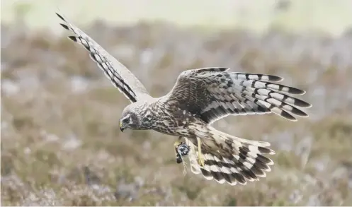  ??  ?? 0 Protected birds of prey continue to be killed to protect game interests, a RSPB report concludes