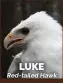  ??  ?? LUKE Red-tailed Hawk