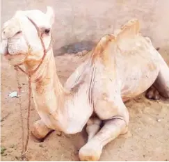  ??  ?? A camel: Its milk and urine are said to be highly medicinal for the cure of many ailments.