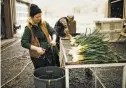  ??  ?? Eliza Milio prepares freshly picked leeks at Front Porch Farm in Healdsburg, which supplies the restaurant Shed.