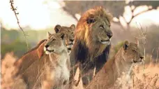  ?? BRAD BESTELINK, NATIONAL GEOGRAPHIC CHANNELS ?? Sekekama and members of the Marsh Pride stand together on Savute Marsh in Botswana.