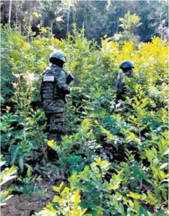  ?? FOTO: EL HERALDO ?? Las incautacio­nes de cultivos de arbustos de hoja de coca y marihuana, han sido contantes en los primeros dos meses de 2024.