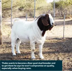  ?? ?? Thabo wants to become a Boer goat stud breeder and to get there he says he won’t compromise on quality, especially when buying rams.