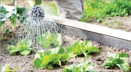  ?? ?? The availabili­ty of water in the soil is one of the most important requiremen­ts for successful vegetable production.