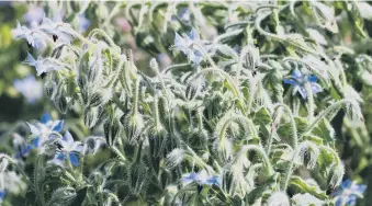  ??  ?? BEE MAGNET: Borage rivals lavender when it comes to attracting bees into the garden.