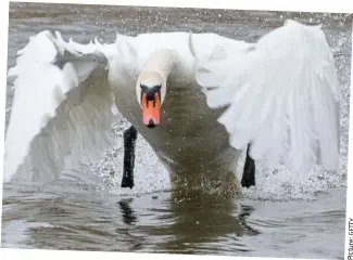  ?? Picture:GETTY ?? Stunning: But the swan is also a ferocious fighter in defence of its young