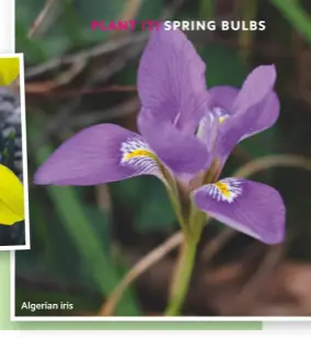  ??  ?? Algerian iris