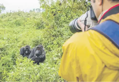  ?? Picture: AFP ?? DRAWCARDS. A photograph­er takes pictures of mountain gorillas in Volcanoes National Park, Rwanda.