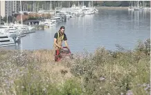  ?? — THE CANADIAN PRESS FILES ?? The Vancouver Convention Centre’s sixacre ‘living roof’ presents endless possibilit­ies for its use, from raising cows to playing golf.