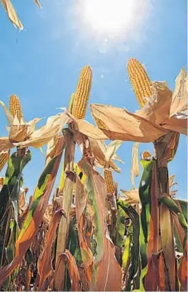  ?? (RAMIRO PEREYRA) ?? Castigado. El déficit de agua y las altas temperatur­as del verano recortan los rendimient­os y la cosecha de maíz en la provincia.