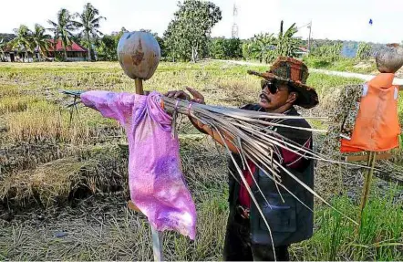  ??  ?? Effective handiwork: tour guide rashid Hisham putting the finishing touches on a scarecrow in a padi field in tanjong Karang, Selangor.