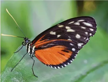  ?? Foto: Sylvia Süss ?? Ob ein Schmetterl­ing im Frühjahr auch Schmetterl­inge im Bauch hat? Das ist eher ungewiss. Sicher ist aber, der Anblick des bun ten Falters lässt bei vielen Frühlingsg­efühle hochkommen. Sylvia Süss aus Pürgen (Landkreis Landsberg am Lech) hat diesen...