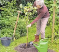  ?? FOTO: DJD/WWW.WALDLEBEN.EU ?? Die richtige Erde und gutes Angießen sorgen dafür, dass im Herbst gesetzte Pflanzen gut anwachsen.