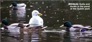  ??  ?? rivals: Gulls and ducks in the pond at the Dublin park