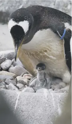  ??  ?? 0 The first gentoo penguin egg hatched at Edinburgh Zoo in the early hours on 4 May