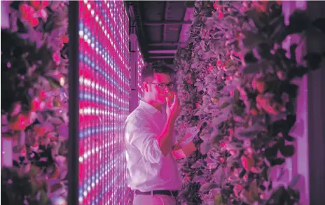  ??  ?? Georges Beaudoin, Agricool’s operations manager, picks strawberri­es grown sustainabl­y in Dubai Reem Mohammed / The National