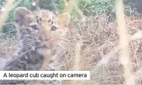  ??  ?? A leopard cub caught on camera