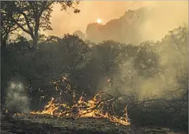  ?? Marcus Yam Los Angeles Times ?? THE DETWILER fire is being fed by tall grass and overgrown shrubs that grew during winter rains, a Cal Fire captain said. The area also has many dead trees.