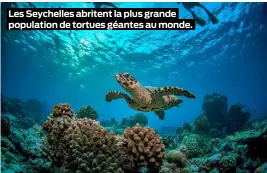  ??  ?? Les Seychelles abritent la plus grande population de tortues géantes au monde.