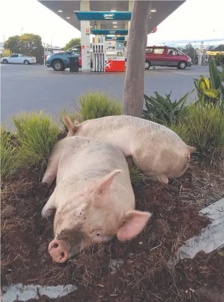  ??  ?? The two runaway pigs made themselves comfortabl­e after a feed of sandwiches at an Upper Coomera Caltex service station.