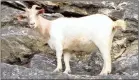  ??  ?? Kevin Ivester submitted these photos of goats scaling the cliffs of an old quarry on Black’s Bluff Road. Ivester said his children had seen some animals up on the bluff so he stopped to take some pictures. There are three goats up on the steep rocky...
