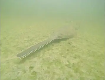  ?? NOAA ?? Endangered smalltooth sawfish, marine creatures virtually unchanged for millions of years, are exhibiting erratic spinning behavior and dying in unusual numbers in Florida waters. Federal and state wildlife agencies are beginning an effort to rescue and rehabilita­te sawfish to find out why.