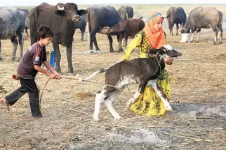  ??  ?? Children play with a calf in the Chabaish marsh in Nasiriyah, 320 km from Baghdad. (AP)