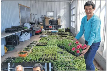  ?? ERIC MCCARTHY/JOURNAL PIONEER ?? Sabina Kennema sorts through a selection of flowers at varying stages of developmen­t in Bluesky Farms’ workshop-turned-greenhouse at the Kennema family’s property in Brae-Derby.