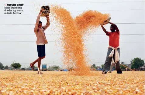  ?? PRABHJOT GILL ?? FUTURE CROP
Maize crop being dried at a granary outside Amritsar