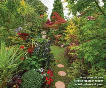  ?? ?? Acers show off their striking foliage in shades of red, yellow and green