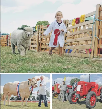  ??  ?? Top, four-year-old Pippa Welford, from Bubwith, winner of the young sheep handler for fives and under; above, from left, Neil Barrett with his British Blonde, one of the pair which claimed the show’s beef interbreed championsh­ip; vintage David Brown...