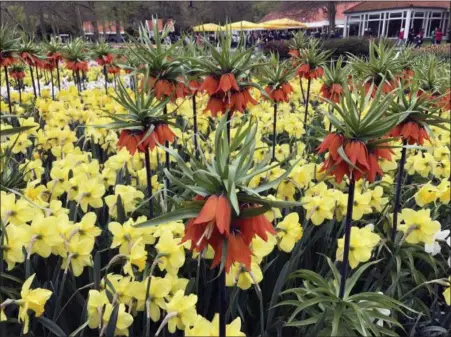  ?? MARTINO MASOTTO VIA AP ?? A closeup of the Fritillari­a imperialis ‘Rubra Maxima’ tulip resembling a pineapple against the backdrop of daffodils in the Keukenhof park in Lisse, Netherland­s.