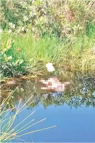  ??  ?? MAYAT bayi lelaki cukup sifat ditemukan dalam keadaan berbau busuk di dalam kolam terbiar.