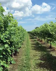  ??  ?? Sotto la lente Campi di coltivazio­ne del Prosecco, finiti sotto i riflettori per la denuncia di un’azienda