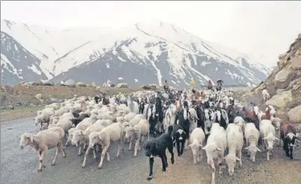  ?? WASEEM ANDRABI/ HINDUSTAN TIMES ?? Nomadic
▪
Bakerwals enroute to the Mughal Road, some 90 km south of Srinagar in May 2018.The community travels hundreds of miles to graze their livestock in Kashmir.