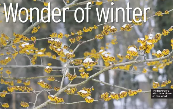  ??  ?? The flowers of a witch hazel bloom on bare wood