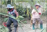  ??  ?? Villagers help conserve palm-leaf manuscript­s at Wat Monthian, Nan.