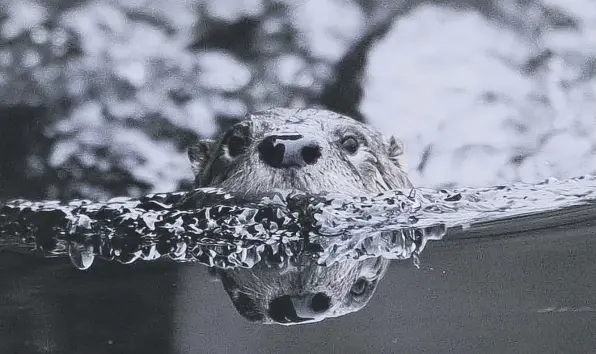  ??  ?? 0 Beavers should be allowed to establish new wild colonies in Scotland, says Steve Micklewrig­ht, because these ‘ecosystem engineers’ are nature’s own rewilders