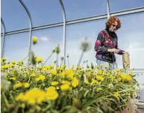  ?? AP ?? Katrina Cornish, a professor at Ohio State University who studies rubber alternativ­es, harvests rubber dandelion seeds inside a greenhouse last month in Wooster. Cornish spends her days raising dandelions and desert shrubs, harvesting the stretchy rubber substances they produce and using special machines to dip them into condoms, medical gloves and parts for trachea tubes.