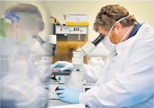  ?? BEN STANSALL / AFP ?? El Director Científico Dr. Jeff Drew, observa en un microscopi­o células con coronaviru­s en el laboratori­o Stabilitec­h en Burgess Hill, Inglaterra.