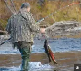  ??  ?? 4.et 5. En avril-mai, les saumons du Pacifique ne se nourrissen­t plus en rivière mais certains gardent des réflexes qui permettent de les pêcher et ainsi de se régaler de ce caviar rouge. 5