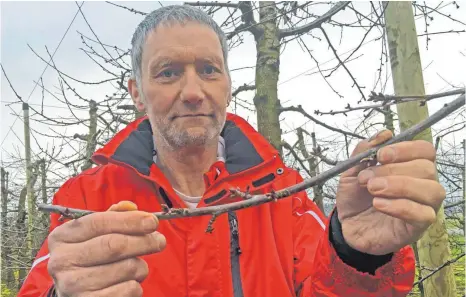  ?? FOTO: PHILIPP RICHTER ?? Albert Blaser betreibt einen Kirschhof in der Gemeinde Berg. Die vergangene­n zwei Jahre hat er einen Erntetotal­ausfall gehabt.