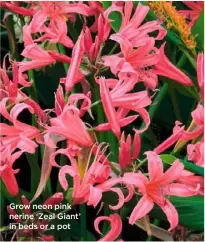  ??  ?? Grow neon pink nerine ‘Zeal Giant’ in beds or a pot