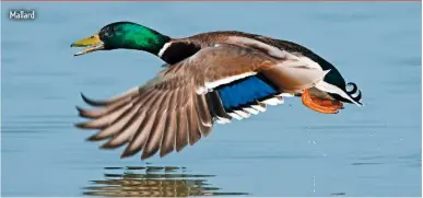  ??  ?? Mallard