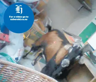  ??  ?? The feral goat caught by a police officer’s camera in an Oamaru garage.